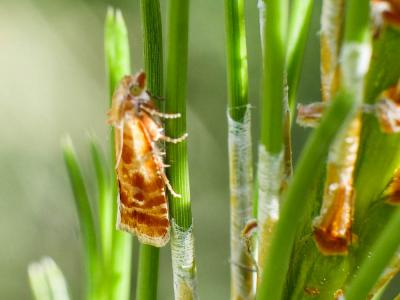  Rhyacionia buoliana (Denis & Schiffermüller, 1775)