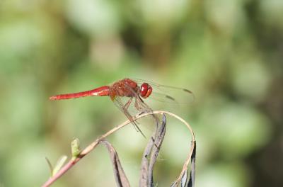 
Crocothemis erythraea 