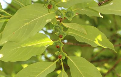 Plaqueminier du Japon, Figuier Caque Diospyros kaki L.f., 1782