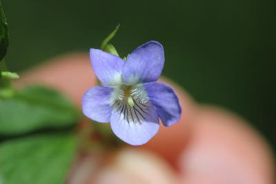  Viola laricicola Marcussen, 2003