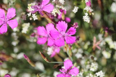 Oeillet couché Dianthus deltoides L., 1753