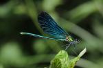 Caloptéryx vierge Calopteryx virgo (Linnaeus, 1758)