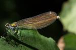 Caloptéryx vierge Calopteryx virgo (Linnaeus, 1758)