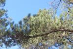 Largge Pinus nigra subsp. laricio Maire, 1928