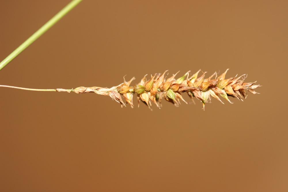La Laîche lisse Carex laevigata Sm., 1800