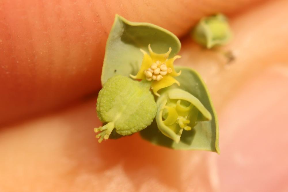 Le Euphorbe des moissons Euphorbia segetalis L., 1753