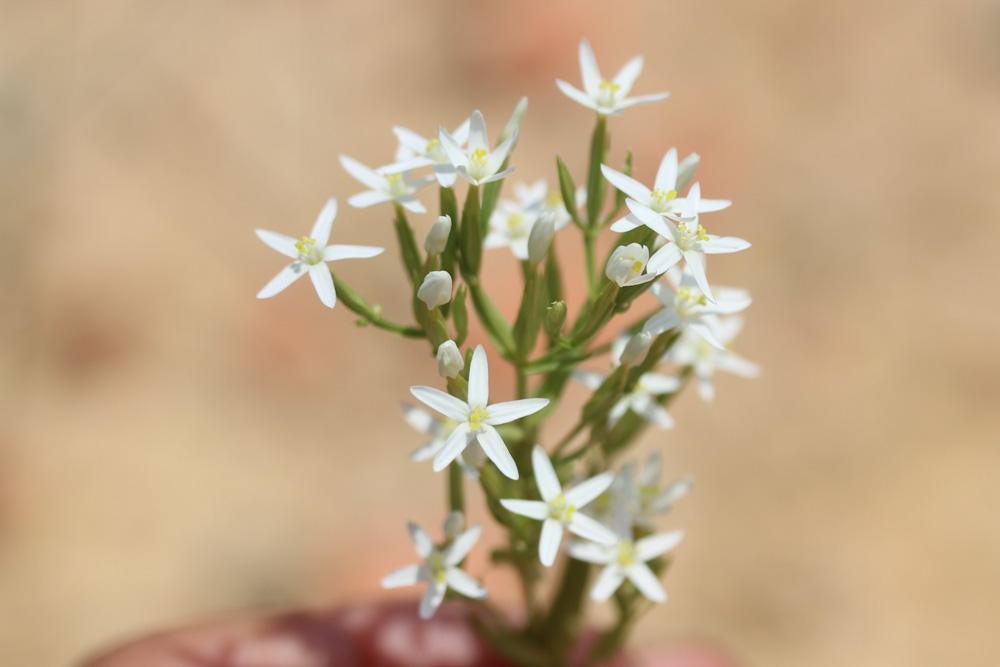 La Petite centaurée à petites fleurs Centaurium tenuiflorum (Hoffmanns. & Link) Fritsch, 1907