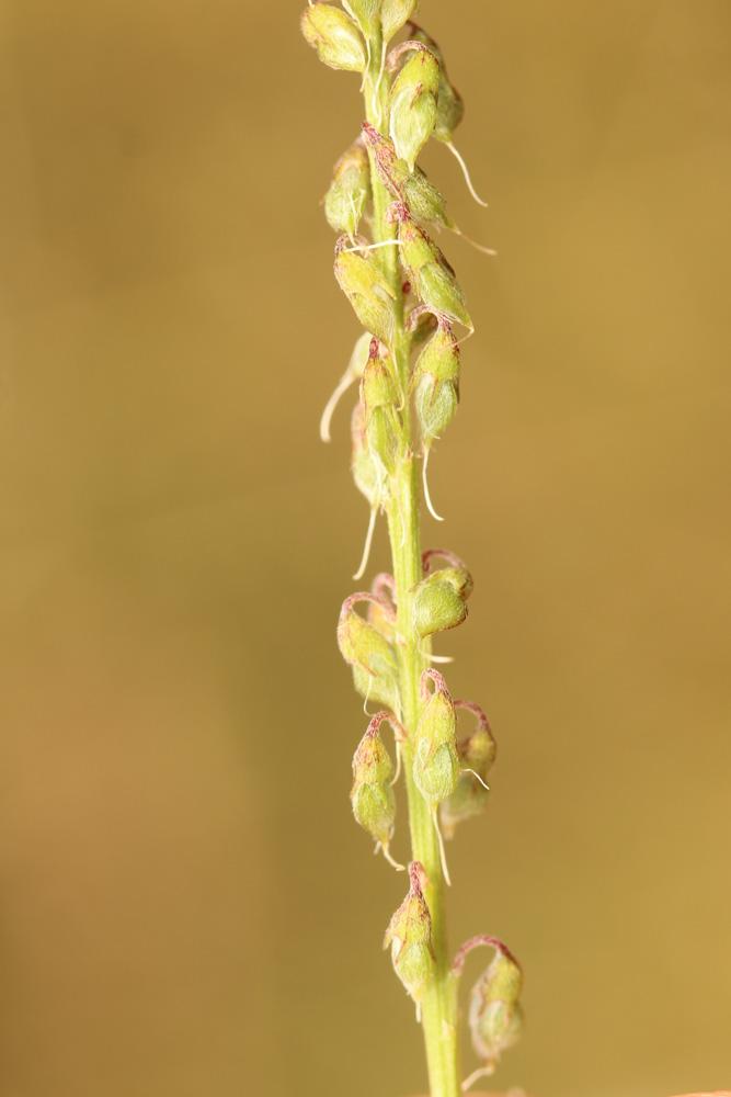 Le Mélilot élevé Trigonella altissima (Thuill.) Coulot & Rabaute, 2013