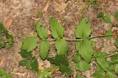 Grand boucage Pimpinella major (L.) Huds., 1762