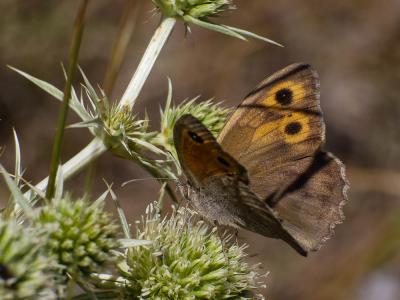 Louvet (Le) Hyponephele lupina (O. Costa, 1836)