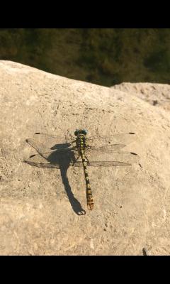 
Onychogomphus forcipatus unguiculatus