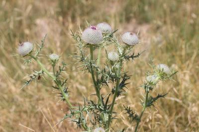 Cirse laineux, Cirse aranéeux Cirsium eriophorum (L.) Scop., 1772