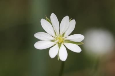 Stellaire graminée Stellaria graminea L., 1753