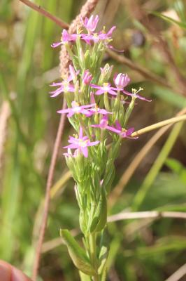 Petite centaurée à petites fleurs Centaurium tenuiflorum (Hoffmanns. & Link) Fritsch, 1907