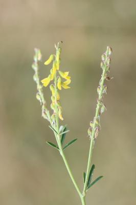 Mélilot élevé Trigonella altissima (Thuill.) Coulot & Rabaute, 2013