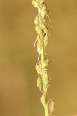 Mélilot élevé Trigonella altissima (Thuill.) Coulot & Rabaute, 2013