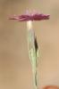 Œillet à poils rudes, Oeillet rude Dianthus scaber Chaix, 1785
