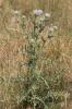 Cirse laineux, Cirse aranéeux Cirsium eriophorum (L.) Scop., 1772