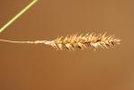 Laîche lisse Carex laevigata Sm., 1800