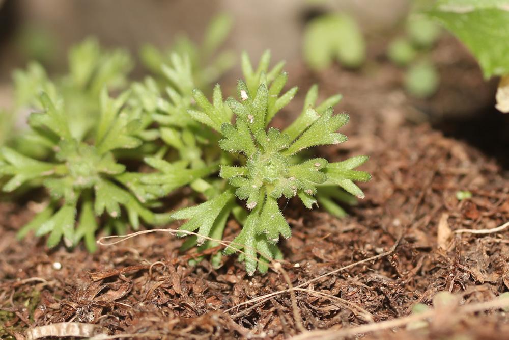 Le Saxifrage sillonée Saxifraga exarata subsp. exarata Vill., 1779