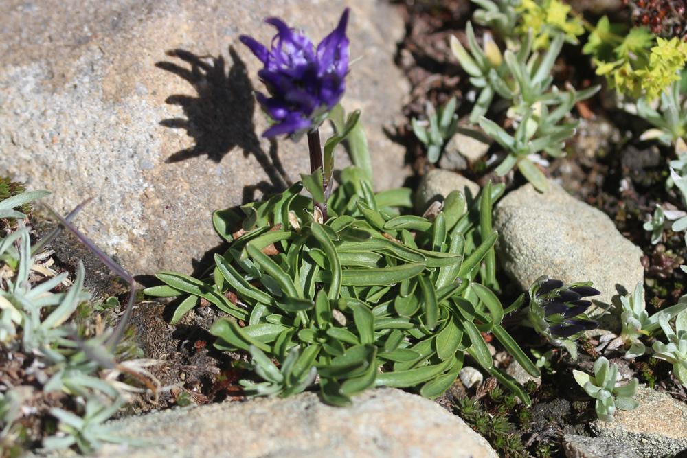 Le Raiponce du Piémont Phyteuma globulariifolium subsp. pedemontanum (R.Schulz) Bech., 1956