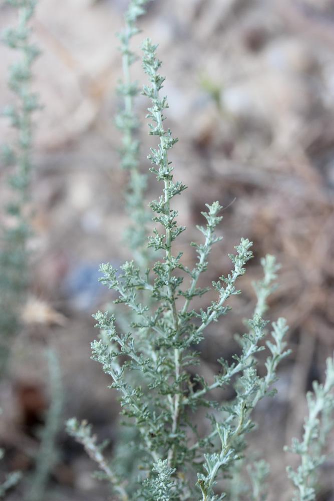 Armoise bleuâtre de France, Armoise de France Artemisia caerulescens subsp. gallica (Willd.) K.Perss., 1974