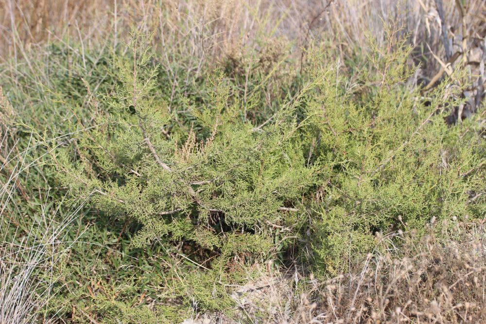 Le Genévrier Juniperus phoenicea subsp. turbinata (Guss.) Arcang., 1882