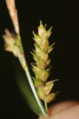 Laîche ponctuée Carex punctata Gaudin, 1811