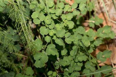  Thalictrum minus subsp. pratense (F.W.Schultz) Hand, 2001