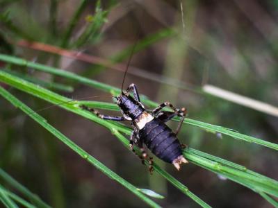 Antaxie cévenole Antaxius sorrezensis (Marquet, 1877)