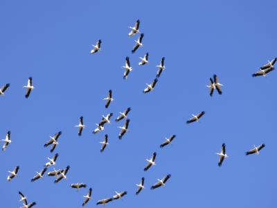 
Ciconia ciconia 