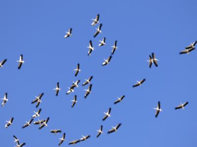 Cigogne blanche Ciconia ciconia (Linnaeus, 1758)