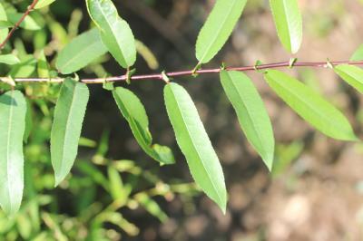 Saule à trois étamines, Osier brun Salix triandra L., 1753