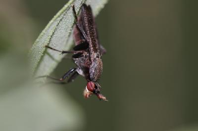  Coremacera obscuripennis