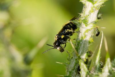  Macrophya crassula (Klug, 1817)