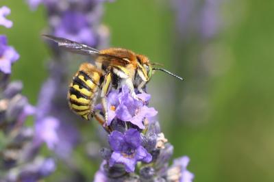  Anthidium loti Perris, 1852