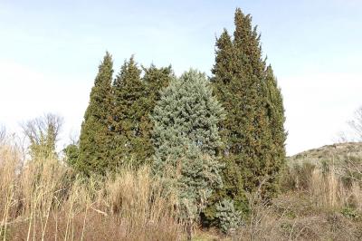 Cyprès de l'Arizona, cyprès Cupressus arizonica Greene, 1882