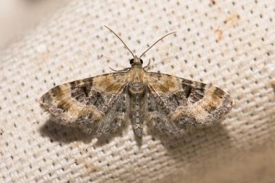 
Eupithecia pyreneata 
