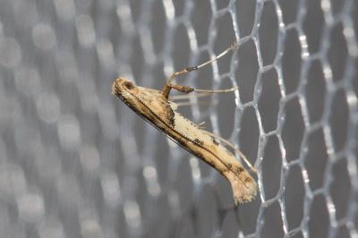 
Caloptilia honoratella