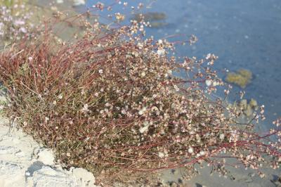 Aster maritime, Aster de Hongrie Tripolium pannonicum (Jacq.) Dobrocz., 1962