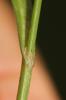 Laîche ponctuée Carex punctata Gaudin, 1811