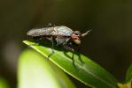  Coremacera obscuripennis