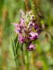 Orchis punaise, Orchis à odeur de punaise Anacamptis coriophora (L.) R.M.Bateman, Pridgeon & M.W.Chase, 1997