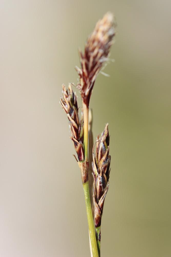 La Laîche frangée, Laîche fimbriée Carex fimbriata Schkuhr, 1806