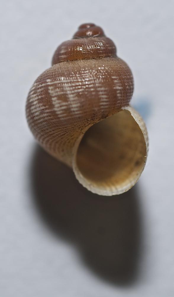 Le Élégante striée Pomatias elegans (O.F. Müller, 1774)