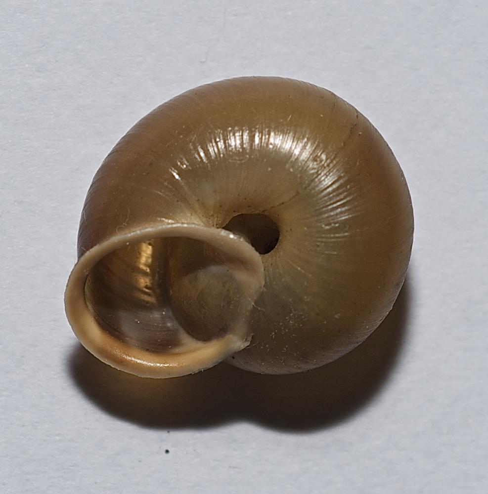 Hélicon méridional Corneola squammatina (Moquin-Tandon, 1855)