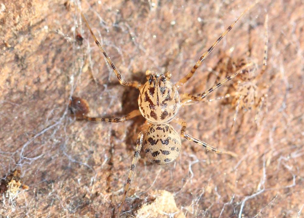 Araignée cracheuse Scytodes thoracica (Latreille, 1802)