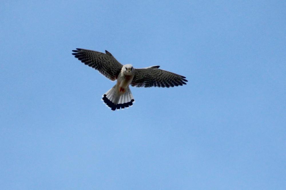 Le Faucon crécerelle Falco tinnunculus Linnaeus, 1758
