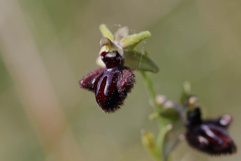 Le Ophrys de petite taille, Ophrys noirâtre Ophrys incubacea Bianca, 1842