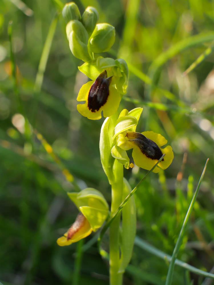 Ophrys jaune Ophrys lutea Cav., 1793